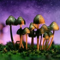 MushroomsShop